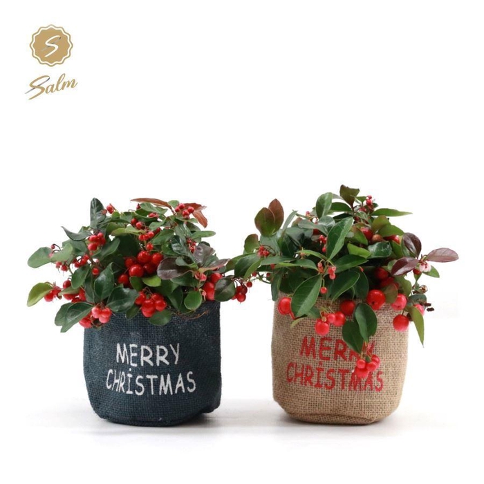 <h4>Gaultheria pr. 'Big Berry'® P10 in Bag X-mas Duo</h4>