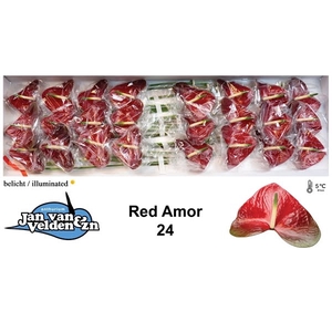 Anth A Red Amor 11 cm X24 Jan van Velden