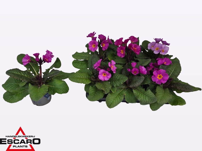 <h4>PRIM ELATIOR</h4>