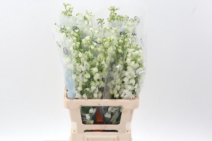 <h4>Delph Du Guard White</h4>