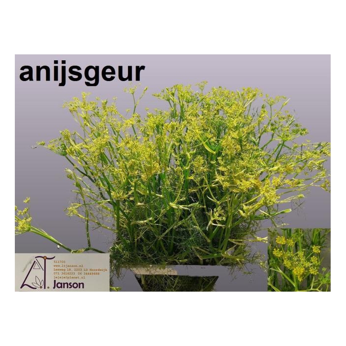<h4>FOENICULUM VULGARE</h4>