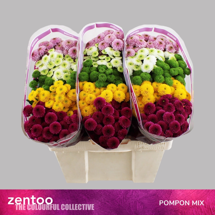 <h4>CHR S MIX POMPON</h4>