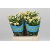 Ranunculus Butterfly Keramos