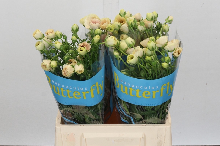 Ranunculus Butterfly Keramos
