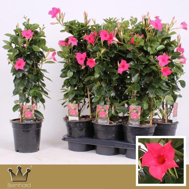 <h4>MANDE SUN PINK</h4>