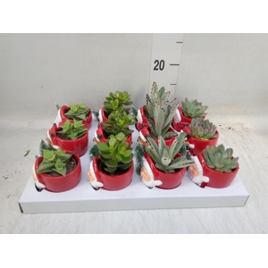 Haworthia fasciata 'Big Band'