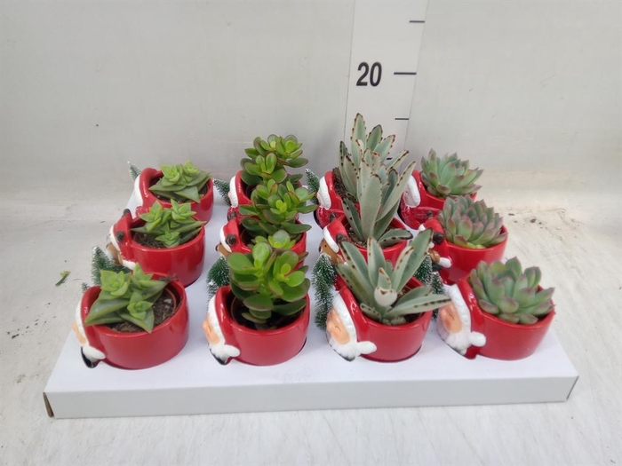<h4>Haworthia fasciata 'Big Band'</h4>