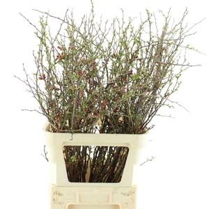 Chaenomeles Japonica Rood