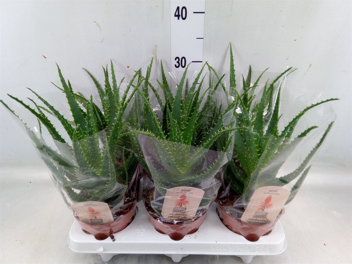 <h4>Aloe arborescens</h4>