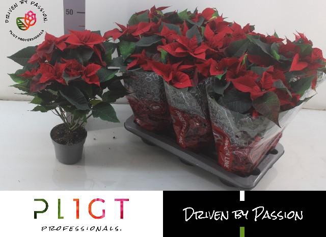 <h4>EUPHOR P CHR F RED</h4>