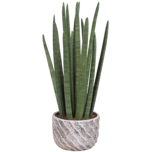 Sansevieria Cylin, Straight 14 Leaf Ø15cm in Ø17cm Ceramic NT668
