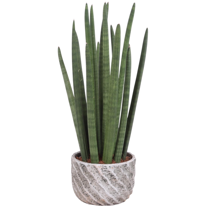 <h4>Sansevieria Cylin, Straight 14 Leaf Ø15cm in Ø17cm Ceramic NT668</h4>