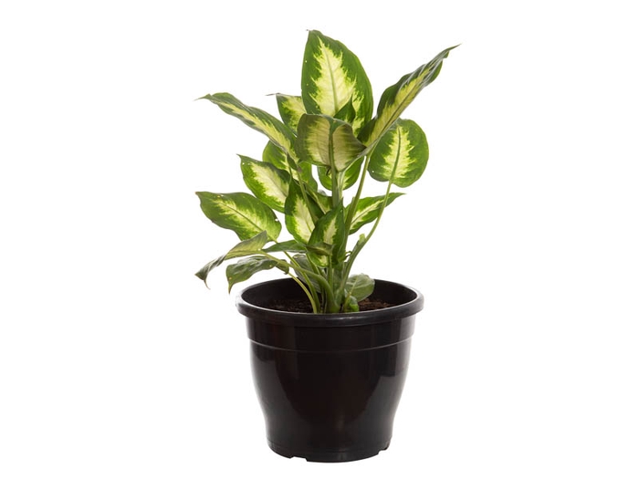 <h4>DIEF. CAMILLA P24</h4>