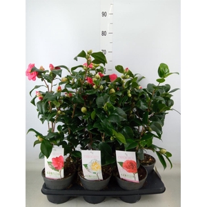 Camellia   ...mix 3