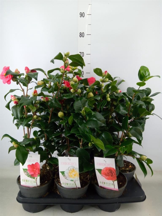 <h4>Camellia   ...mix 3</h4>