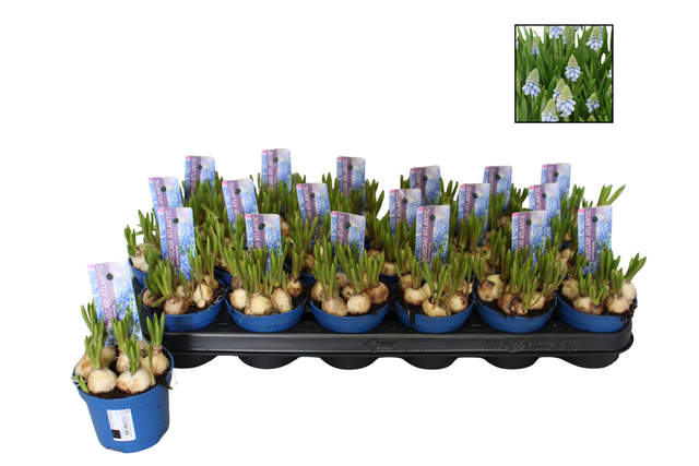 <h4>Muscar Atlantic</h4>