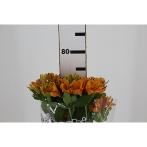 ALSTROEMERIA GYPSY 080 CM LARANJA