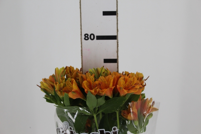 <h4>ALSTROEMERIA GYPSY 080 CM LARANJA</h4>