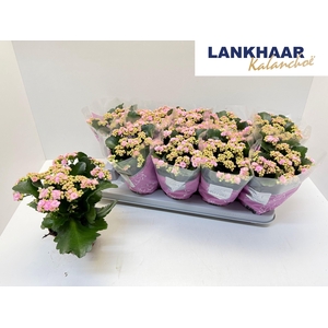 KAL GE PERFECTA PINK