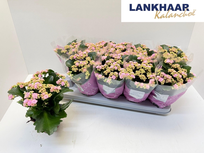 <h4>KAL GE PERFECTA PINK</h4>