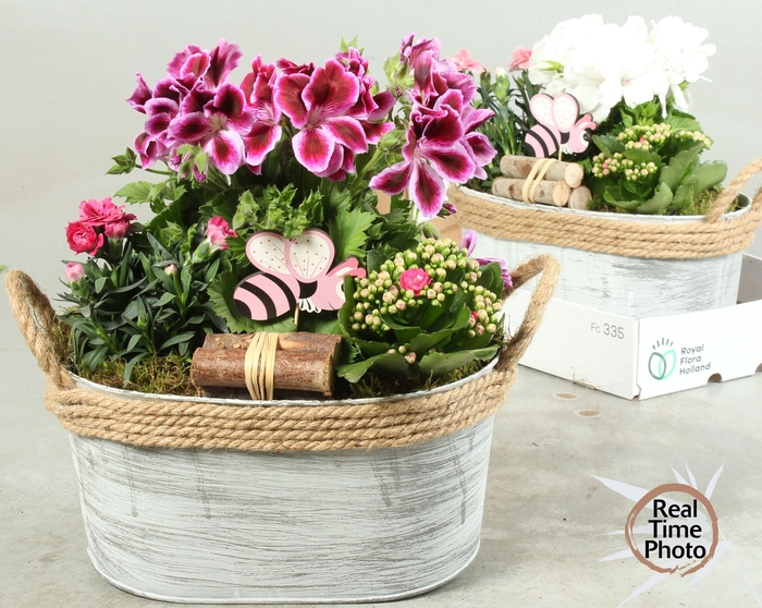 <h4>ARR TUINPLANTEN</h4>