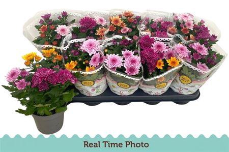 Chrysanth Carnaval Aubisque