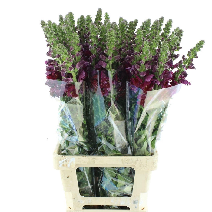 <h4>ANTIR MARY RED</h4>