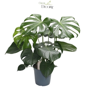 Monstera Deliciosa Tauerii