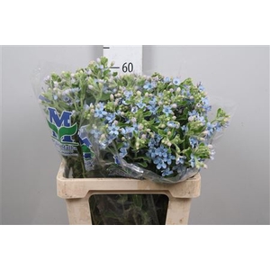 Oxy Co Tan Pure Blu