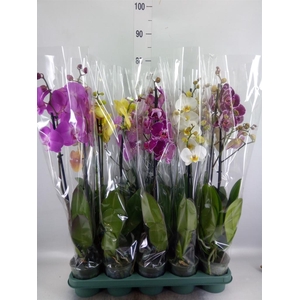 Phalaenopsis   ...mix