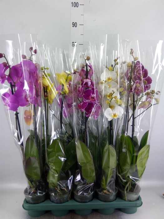 <h4>Phalaenopsis   ...mix</h4>