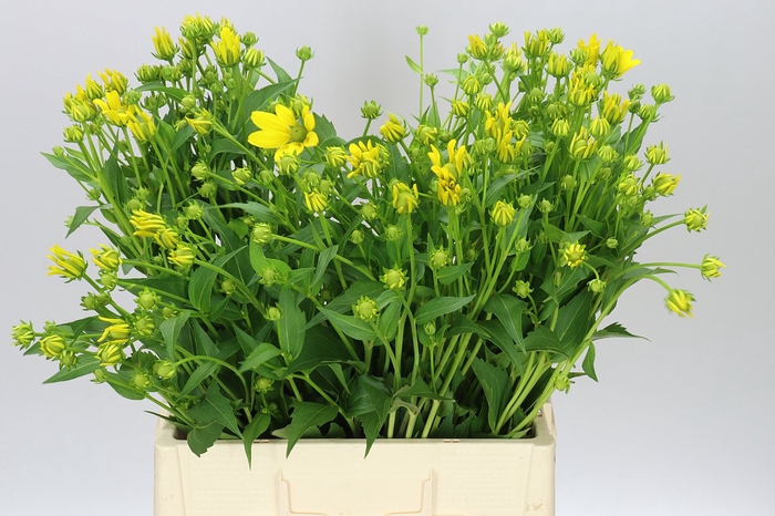 <h4>Echinacea Nitida</h4>