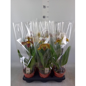 Paphiopedilum  'Amerikaanse hybrid'