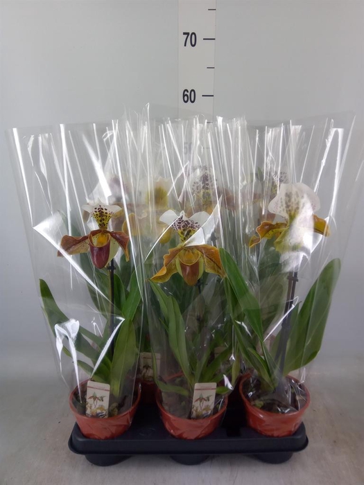 <h4>Paphiopedilum  'Amerikaanse hybrid'</h4>