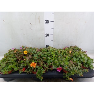 Portulaca   ...