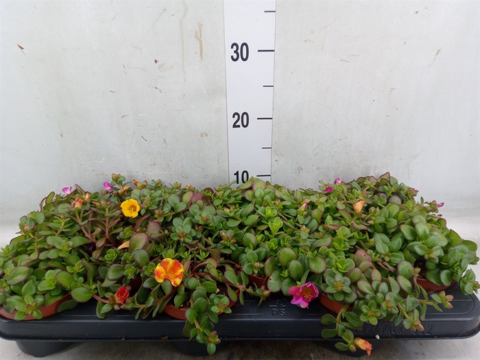 <h4>Portulaca   ...</h4>
