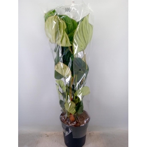 Philodendron   ...