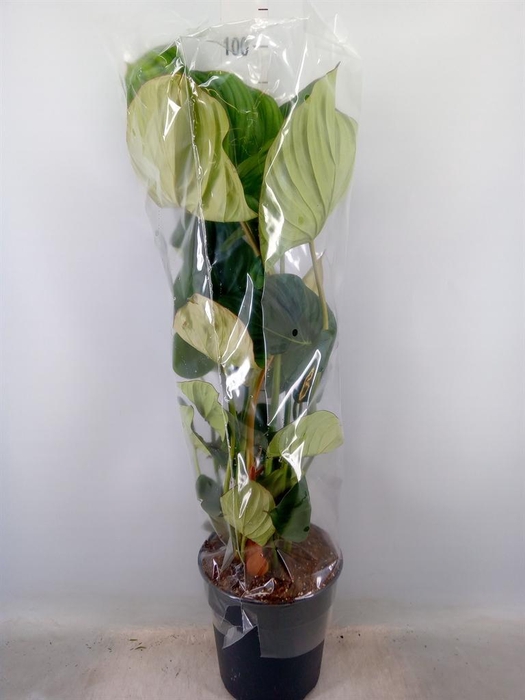 <h4>Philodendron ...</h4>