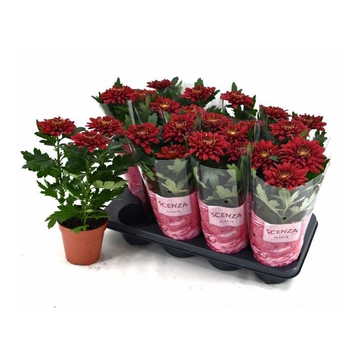 <h4>CHRYS SUPERNOVA RED</h4>