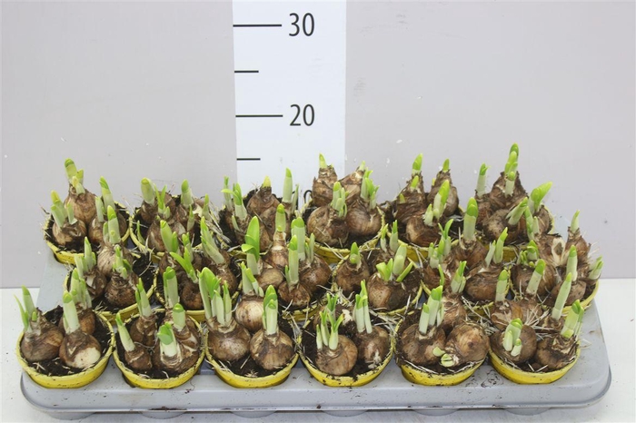 <h4>Narcis Tete A Tete</h4>