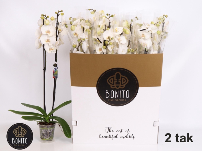 <h4>PHAL SILHOUETTE</h4>