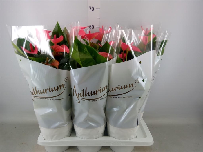 <h4>Anthurium andr. 'Pink Champion'</h4>