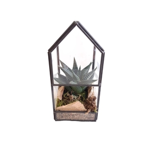 Arr.   Kamerplant Groen L%