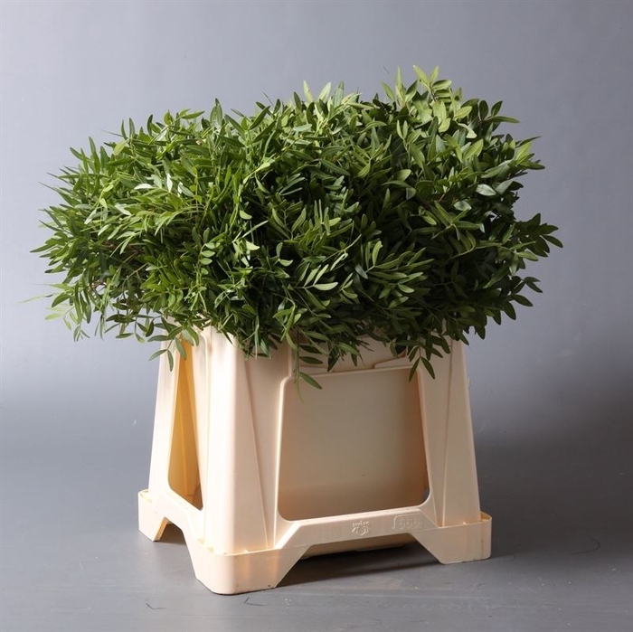 <h4>PISTACIA (BLAD) PER BOS</h4>
