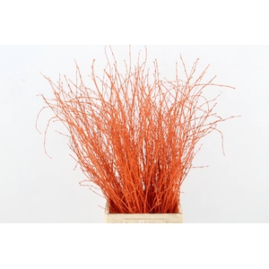 Betula Bs Orange FST