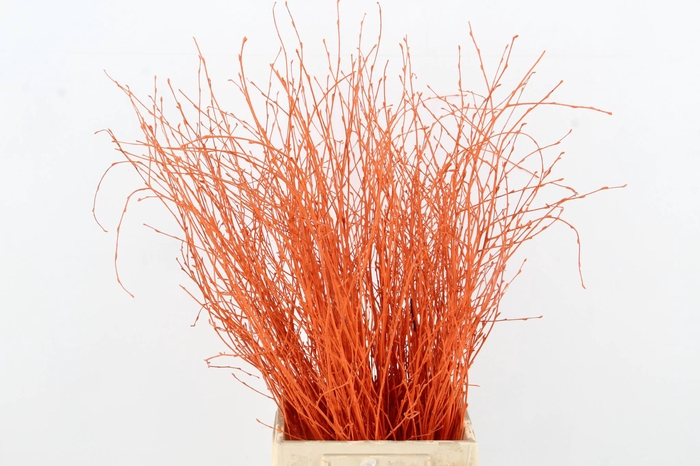 <h4>Betula Bs Orange FST</h4>