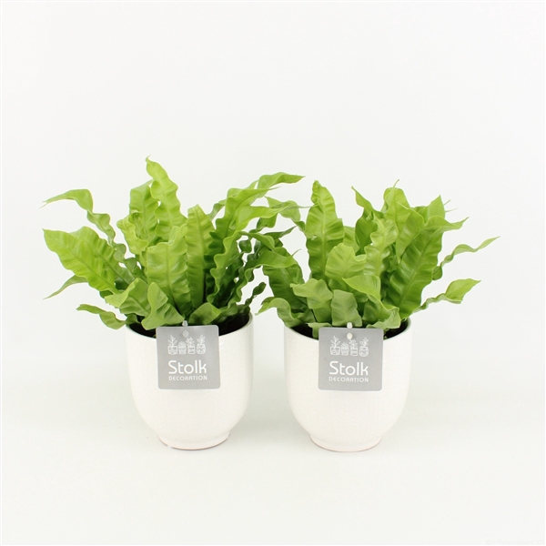 <h4>Asplenium Crispy Wave in Liv Keramiek</h4>