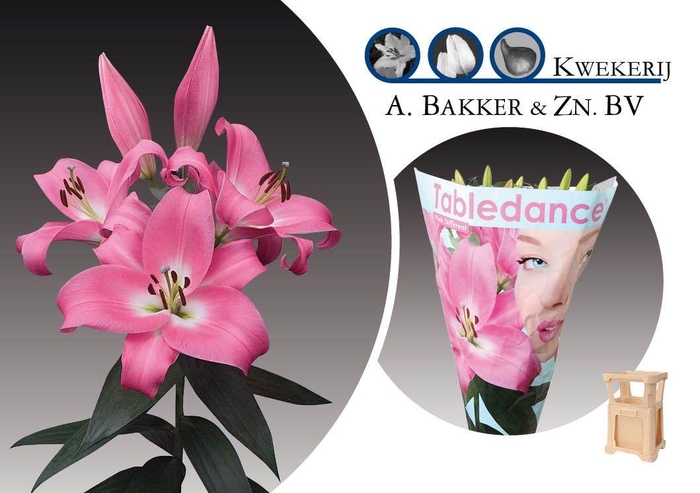 <h4>LI OT TABLEDANCE</h4>