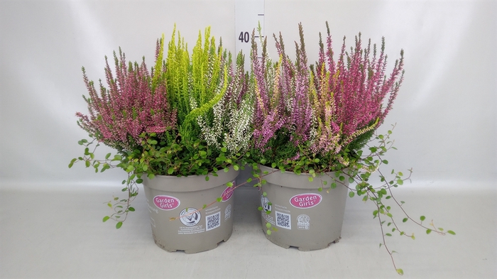 <h4>Calluna vulg. 'Garden G Trio'</h4>