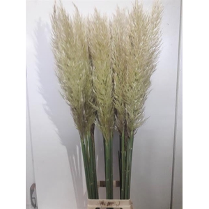 Cortaderia selloana 'Evita'